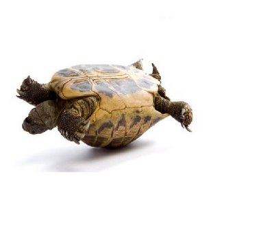 turtle-hurtle.jpg